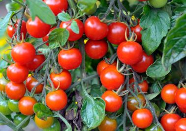 Cherry tomatoes